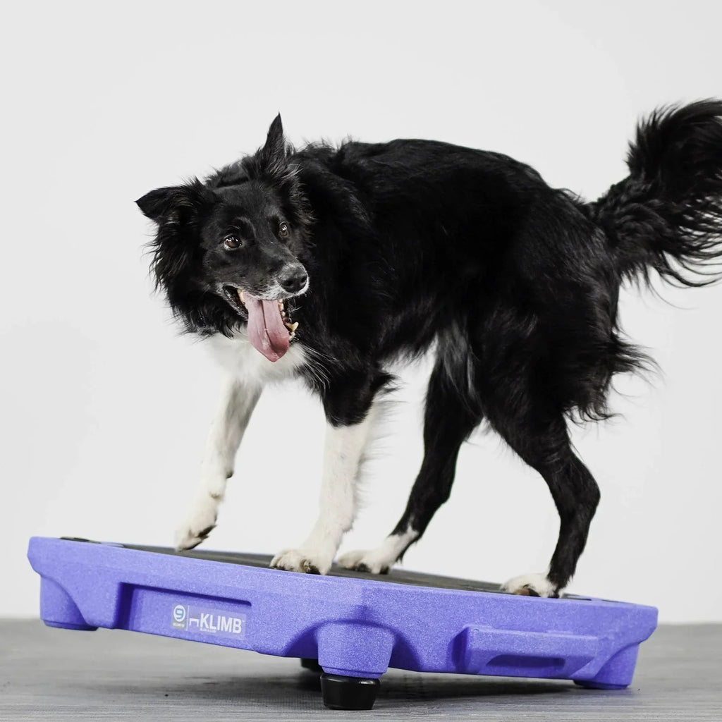 KLIMB Dog Training Platform - The Ultimate Dog Training Tool used during a German Shorthaired Pointer training session. Ideal for professional bird dog training and upland hunting dogs retrieving game. Perfect gear for puppy training courses demonstration.
