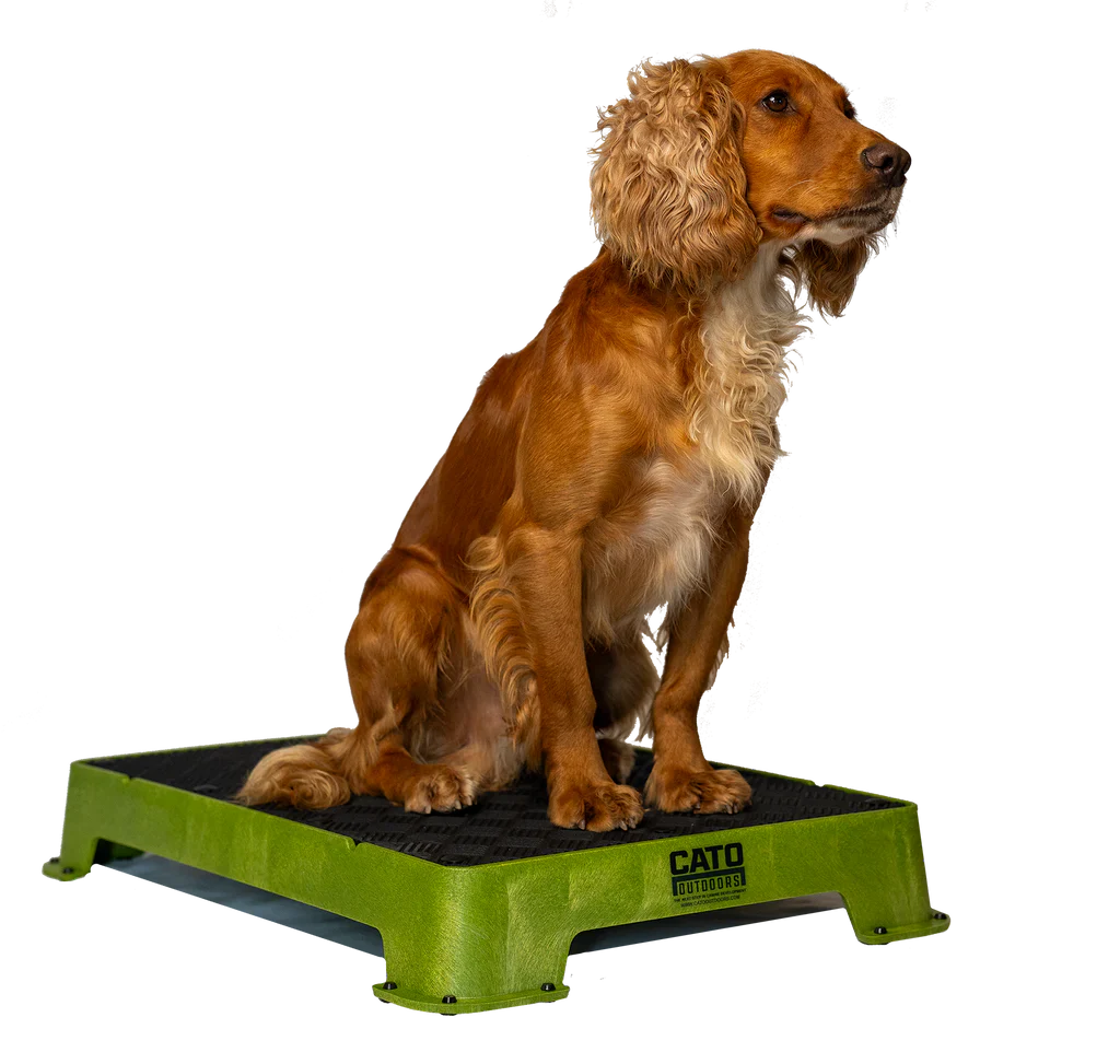 Cato Board Dog Training Platform – The Ultimate Place Board for Dogs Moss (tan) Rubber used during a German Shorthaired Pointer training session. Ideal for professional bird dog training and upland hunting dogs retrieving game. Perfect gear for puppy training courses demonstration.