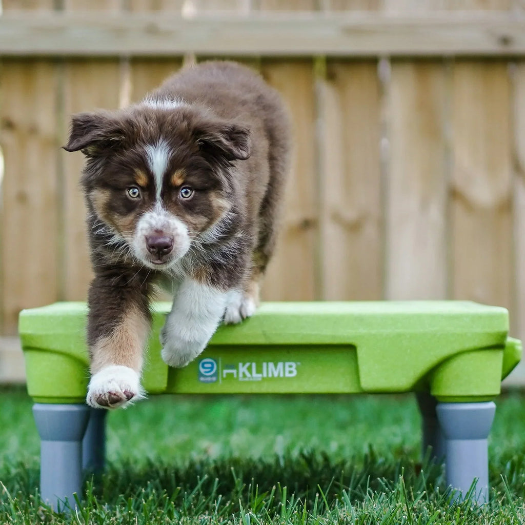 KLIMB Dog Training Platform - The Ultimate Dog Training Tool used during a German Shorthaired Pointer training session. Ideal for professional bird dog training and upland hunting dogs retrieving game. Perfect gear for puppy training courses demonstration.