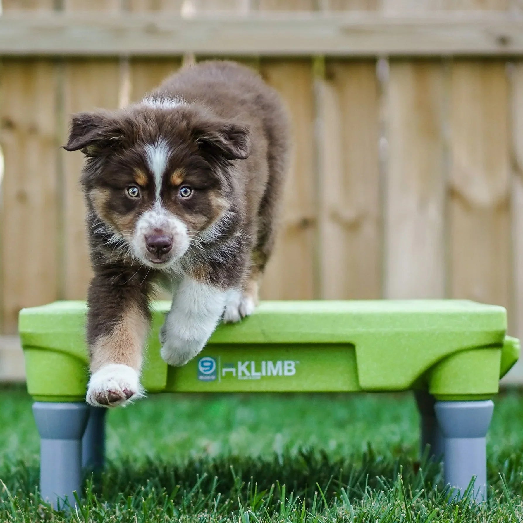 KLIMB Dog Training Platform - The Ultimate Dog Training Tool used during a German Shorthaired Pointer training session. Ideal for professional bird dog training and upland hunting dogs retrieving game. Perfect gear for puppy training courses demonstration.