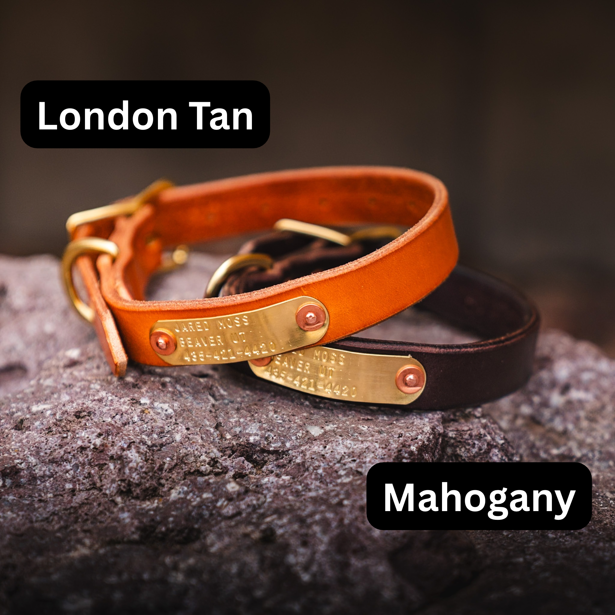 Premium Leather Dog Collar with Custom Name Plate used during a German Shorthaired Pointer training session. Ideal for professional bird dog training and upland hunting dogs retrieving game. Perfect gear for puppy training courses demonstration.