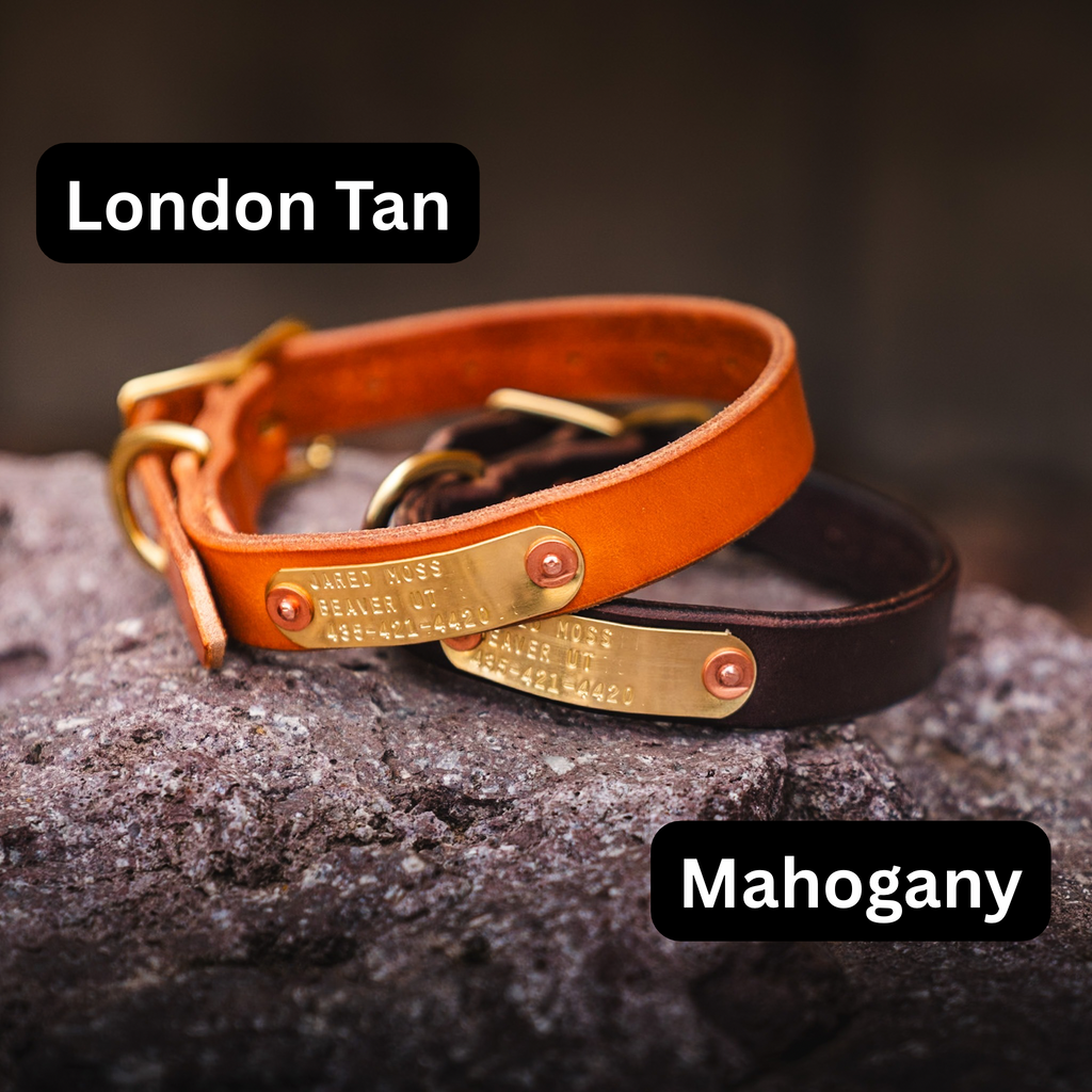 Premium Leather Dog Collar with Custom Name Plate used during a German Shorthaired Pointer training session. Ideal for professional bird dog training and upland hunting dogs retrieving game. Perfect gear for puppy training courses demonstration.
