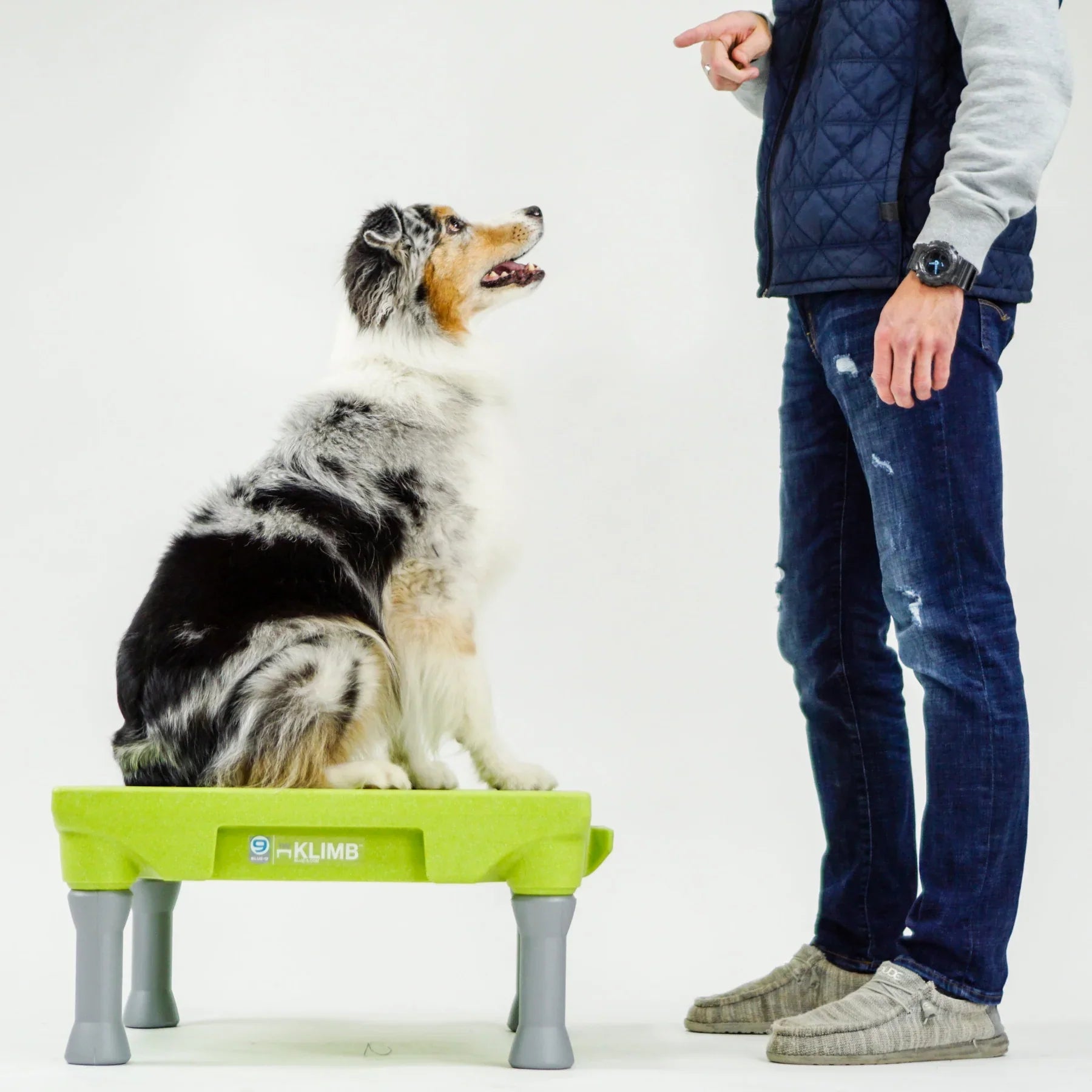 KLIMB Dog Training Platform - The Ultimate Dog Training Tool used during a German Shorthaired Pointer training session. Ideal for professional bird dog training and upland hunting dogs retrieving game. Perfect gear for puppy training courses demonstration.