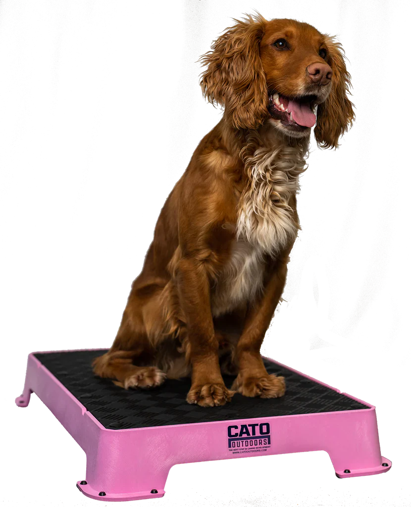 Cato Board Dog Training Platform – The Ultimate Place Board for Dogs used during a German Shorthaired Pointer training session. Ideal for professional bird dog training and upland hunting dogs retrieving game. Perfect gear for puppy training courses demonstration.