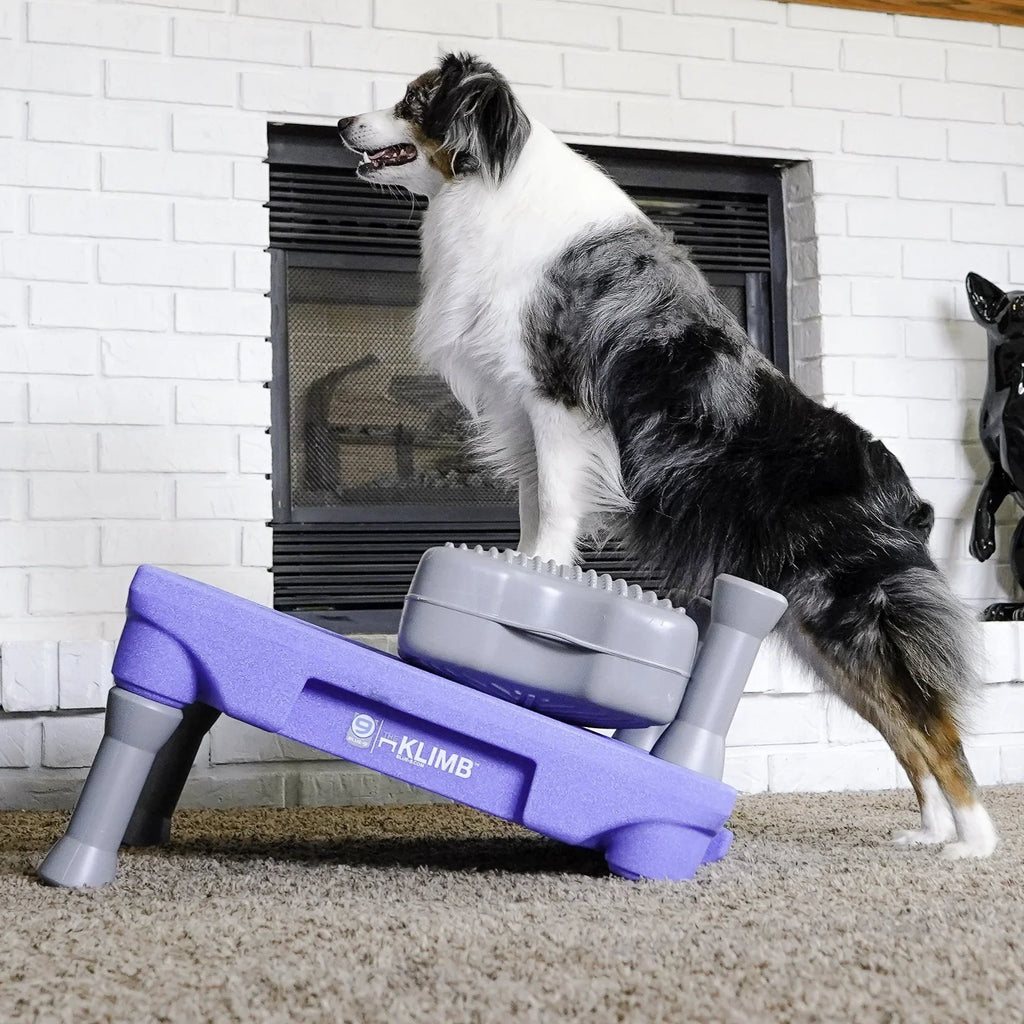 KLIMB Dog Training Platform - The Ultimate Dog Training Tool used during a German Shorthaired Pointer training session. Ideal for professional bird dog training and upland hunting dogs retrieving game. Perfect gear for puppy training courses demonstration.