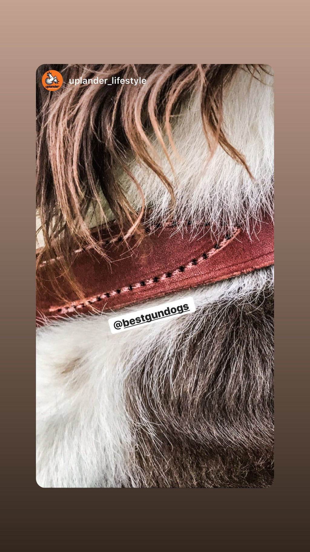 Premium Leather Dog Collar with Custom Name Plate used during a German Shorthaired Pointer training session. Ideal for professional bird dog training and upland hunting dogs retrieving game. Perfect gear for puppy training courses demonstration.