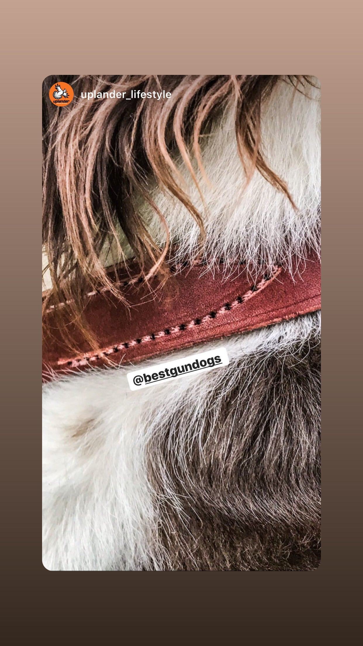 Premium Leather Dog Collar with Custom Name Plate used during a German Shorthaired Pointer training session. Ideal for professional bird dog training and upland hunting dogs retrieving game. Perfect gear for puppy training courses demonstration.